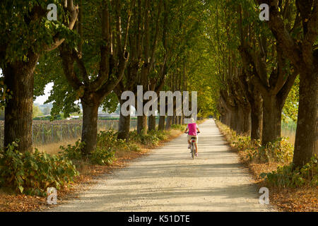 Weibliche Radfahrer reiten in frühen Morgen Licht entlang der Allee der Bäume zwischen Perugia und Assisi, Umbrien, Italien Stockfoto