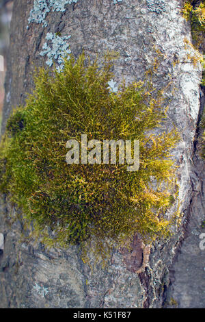 Moos und grauen Flechten auf Baumrinde close-up Stockfoto