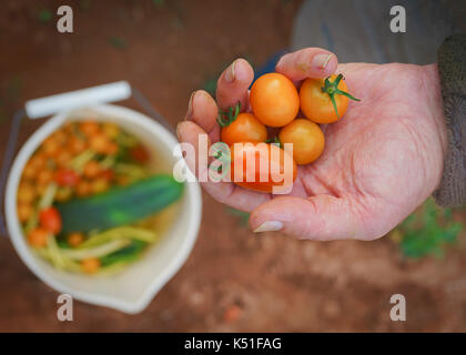 Mann hält einige kleine Tomaten im heimischen Garten. Stockfoto