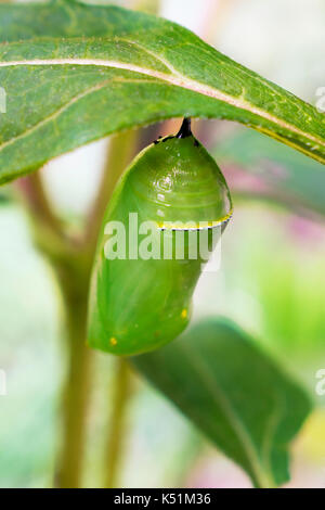 Chrysalis Monarchfalter Danaus plexippus hängen von der Nahaufnahme. Stockfoto