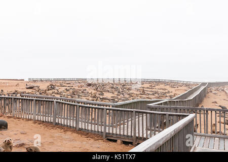 CAPE CROSS, NAMIBIA - 29. JUNI 2017: eine Promenade und Tausende von Kap Pelzrobben an der Robbenkolonie bei Cape Cross an der Skelettküste Namibias Stockfoto