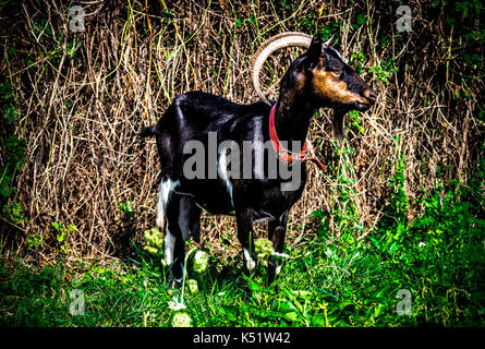 Ziegenbock mit Hörnern in der Landschaft Stockfoto