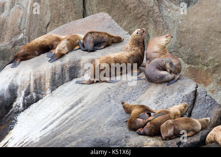 Nördlichen (Steller) Seelöwen Stockfoto