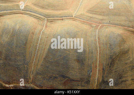 Turtle Shell Panzers scutes Hintergrund Textur. Aldabra Schildkröte reptilie Tier Makro. Stockfoto
