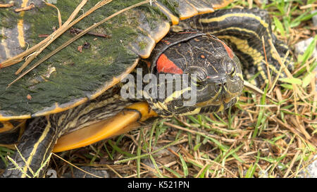 Angesichts der Rotwangen-schmuckschildkröte turtle entlang Pintail Wildlife Drive bei Cameron Prairie National Wildlife Refuge in Louisiana Stockfoto