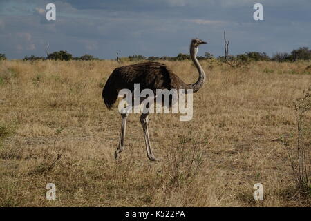 Strauß walking in der afrikanischen Savanne Stockfoto