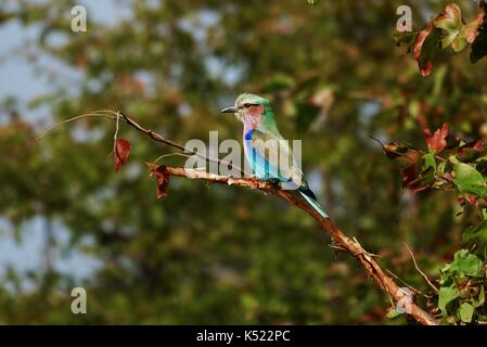 Lilac-breasted Roller im Baum Stockfoto