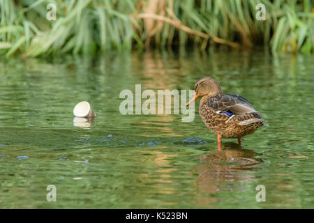 Eine Stockente auf der besos Rive in Barcelona wie ein Stück Müll schwimmt durch. Stockfoto