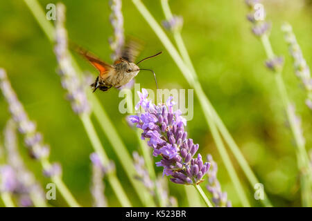 Ein Kolibri Hawk-moth Nektar von einem Lavendel Blume. Stockfoto