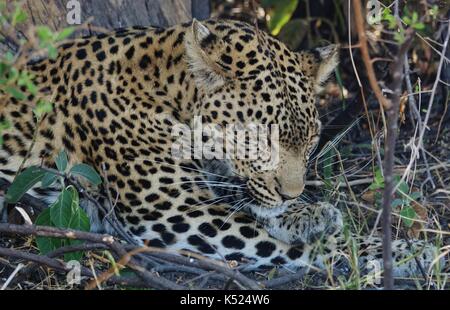 Leopard schlafen 2 Stockfoto