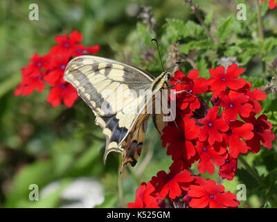 Schwalbenschwanz Schmetterling Pieris Rapae subsp gorganus. Eine europäische Arten etwas größer und heller als das Vereinigte Königreich ein. Foto: Tony Gale Stockfoto