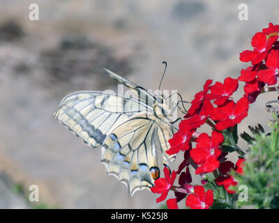 Schwalbenschwanz Schmetterling Pieris Rapae subsp gorganus. Eine europäische Arten etwas größer und heller als das Vereinigte Königreich ein. Foto: Tony Gale Stockfoto