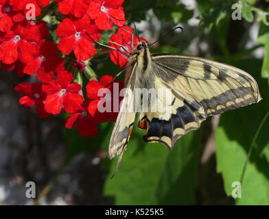 Schwalbenschwanz Schmetterling Pieris Rapae subsp gorganus. Eine europäische Arten etwas größer und heller als das Vereinigte Königreich ein. Foto: Tony Gale Stockfoto