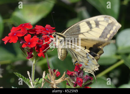 Schwalbenschwanz Schmetterling Pieris Rapae subsp gorganus. Eine europäische Arten etwas größer und heller als das Vereinigte Königreich ein. Foto: Tony Gale Stockfoto