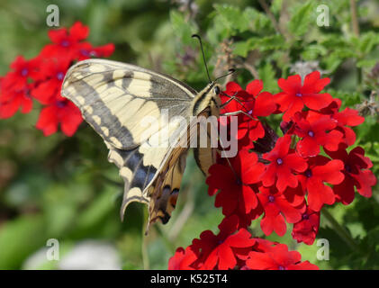 Schwalbenschwanz Schmetterling Pieris Rapae subsp gorganus. Eine europäische Arten etwas größer und heller als das Vereinigte Königreich ein. Foto: Tony Gale Stockfoto