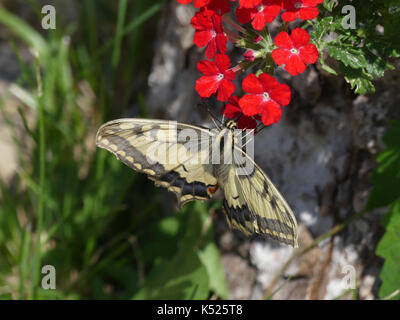 Schwalbenschwanz Schmetterling Pieris Rapae subsp gorganus. Eine europäische Arten etwas größer und heller als das Vereinigte Königreich ein. Foto: Tony Gale Stockfoto