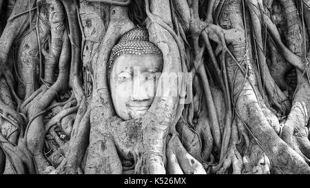 Kopf aus Sandstein Buddha im Baum Wurzeln im Wat Mahathat in Ayutthaya, Thailand (schwarz und weiß) Stockfoto