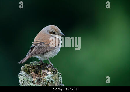 Weiblichen Neuntöter (Lanius collurio) in Bialowieza National Park. Juli, 2017. Stockfoto