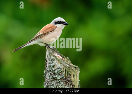 Männliche Neuntöter (Lanius collurio) in Bialowieza National Park. Juli, 2017. Stockfoto