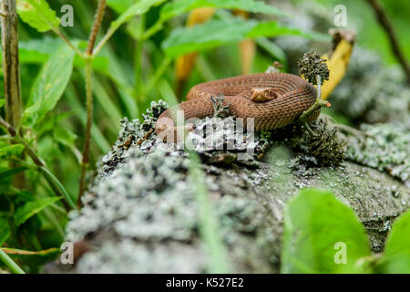 Junge Gemeinsamen Europäischen Viper (Vipera berus) auf einen umgestürzten Baum in Bialowieza Nationalpark, Polen. Juli, 2017. Stockfoto