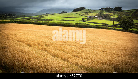 Auf der Suche über einen Drei-tage-Feldes auf Knapperthaw außerhalb Ulverston mit lowick Gemeinsame hinter und der Blick nach unten, um durch die Berge zu einem sehr feuchten Stockfoto