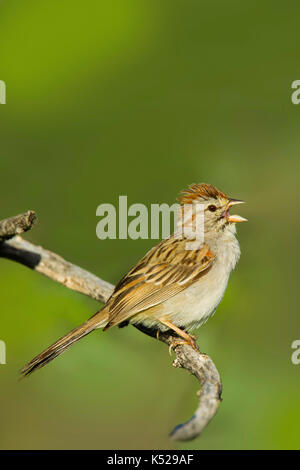 Rufous-winged Sparrow Peucaea carpalis Tucson, Pima County, Kansas, United States 4 September 2017 nach Emberizidae Stockfoto