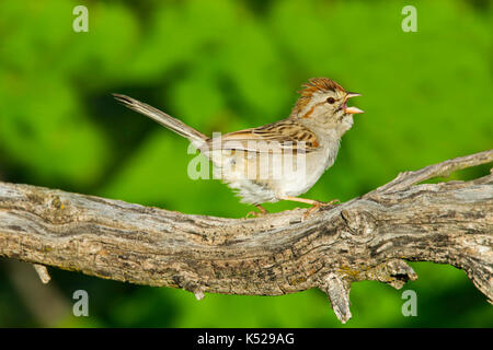 Rufous-winged Sparrow Peucaea carpalis Tucson, Pima County, Kansas, United States 4 September 2017 nach Emberizidae Stockfoto