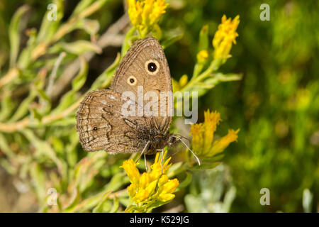 Kleine Holz Nymphe Cercyonis oetus Charon Arapaho National Wildlife Refuge, südlich von Walden, Colorado, United States vom 8. Juli 2017 nach Nymp Stockfoto