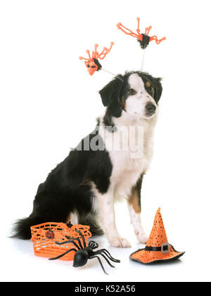 Miniature american Shepherd und Halloween vor weißem Hintergrund Stockfoto