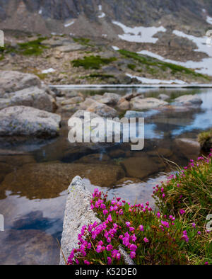 Kalmia kann man Alpine Laurel Blumen in der Nähe von Blue Lake Colorado Stockfoto