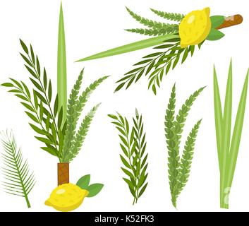 Happy Sukkot. Sammlung von Objekten, Designelemente für jüdische Laubhüttenfest mit Etrog, lulav, Arava, Hadas. Auf weissem Hintergrund. Vector Illustration. Stock Vektor