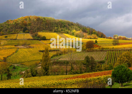 Weinberge im Herbst in der Nähe von Bensheim an der Bergstraße, Hessen, Deutschland Stockfoto