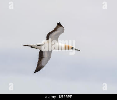 Ein Cape Gannet im Flug über die Kolonie im südlichen Afrika Stockfoto