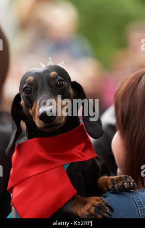 St. Petersburg, Russland - 28. Mai 2016: Hund im Kostüm während Dackel Parade. Das traditionelle Fest ist mit der Stadt Tag mit Zeitschaltung Stockfoto