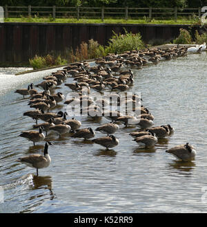 Kanadagänse (Branta canadensis) auf einem Wehr des Jubiläums River in der Nähe von Slough, England. Foto: Tony Gale Stockfoto