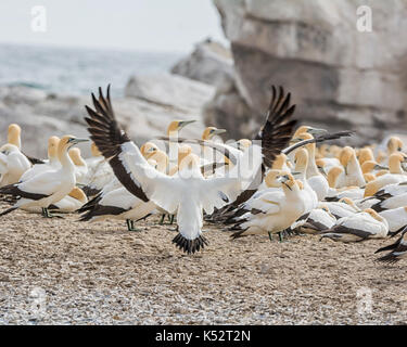 Ein Cape Gannet kommen, um auf die Kolonie im südlichen Afrika zu landen Stockfoto