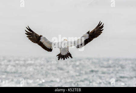 Ein Cape Gannet kommen, um auf die Kolonie im südlichen Afrika zu landen Stockfoto