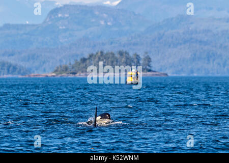 Zwei Schwertwale surfacing vor einem kleinen Ökotourismus Boot im Queen Charlotte Strait aus Vancouver Island, British Columbia, Kanada Stockfoto