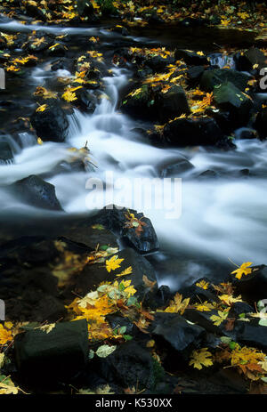 Bridal Veil Creek, Bridal Veil State Park, Columbia River Gorge National Scenic Area, Oregon Stockfoto