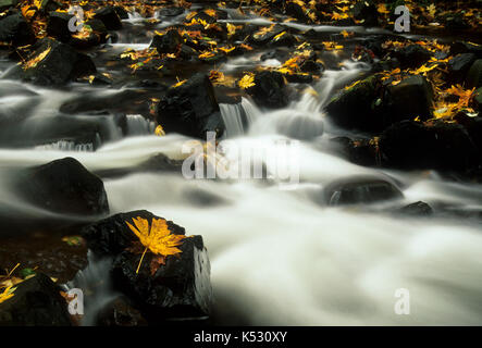 Bridal Veil Creek, Bridal Veil State Park, Columbia River Gorge National Scenic Area, Oregon Stockfoto