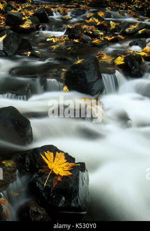 Bridal Veil Creek, Bridal Veil State Park, Columbia River Gorge National Scenic Area, Oregon Stockfoto