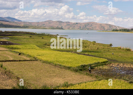 Reisfelder am See Itasy, Madagaskar Stockfoto