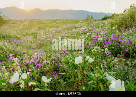 Frühling super Blüte in der Wüste. Südkalifornien. Berg Sonnenuntergang. Anza Borrego State Park. wide angle Shot, Fokus für tiefe gestapelt. Stockfoto