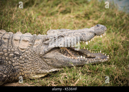 Nil Krokodil, Crocodylus niloticus, Croc Farm, Antananarivo, Madagaskar Stockfoto