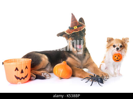 Welpe Schäferhund, Chihuahua und Halloween vor weißem Hintergrund Stockfoto