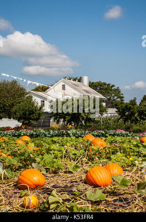 Kürbispflaster auf einer Amish Farm in Lancaster County, Pennsylvania, USA, Amish Farmland, Pa Familie Farming vertikale Bildfarbe US Landwirtschaft PT Stockfoto