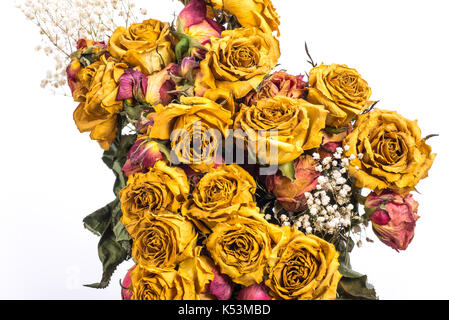 Trockene gelbe Rosen auf weißem Hintergrund. Stockfoto