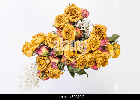 Trockene gelbe Rosen auf weißem Hintergrund. Stockfoto