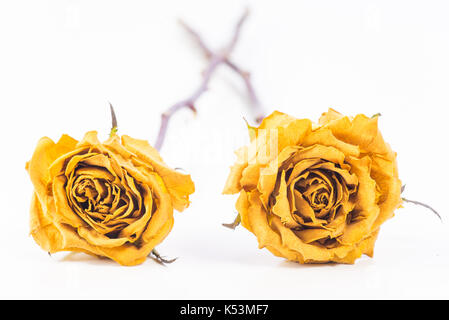 Trockene gelbe Rosen auf weißem Hintergrund. Stockfoto