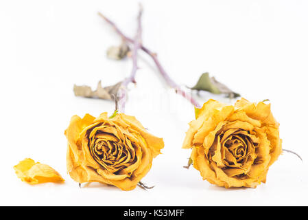 Trockene gelbe Rosen auf weißem Hintergrund. Stockfoto